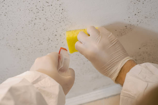 Best Residential Mold Inspection & Testing  in Pacific City, OR