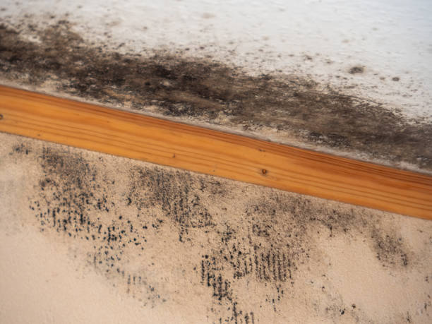 Best Mold Documentation for Insurance Claims  in Pacific City, OR